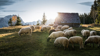 Flock of sheep grazing