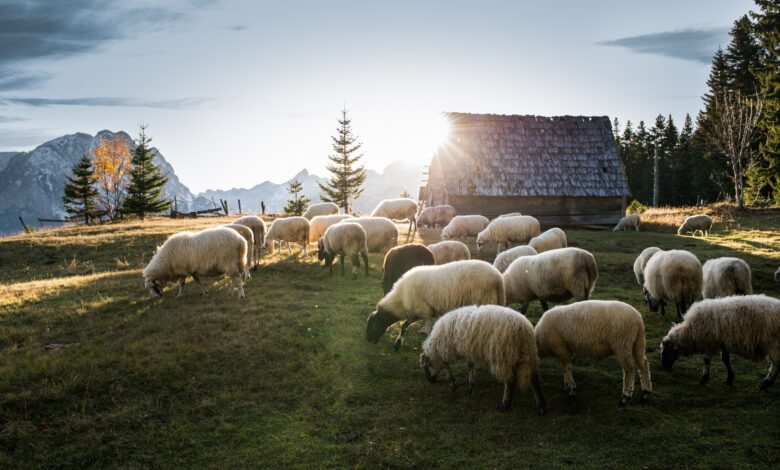 Flock of sheep grazing