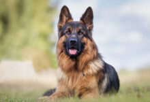 Portrait of a German Shepherd