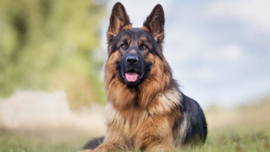 Portrait of a German Shepherd