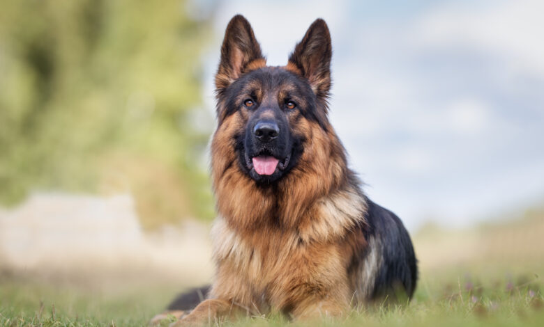 Portrait of a German Shepherd