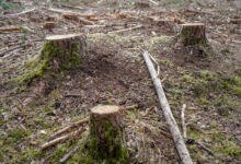 Freshly cut down tree stumps in a forest