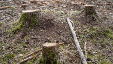 Freshly cut down tree stumps in a forest