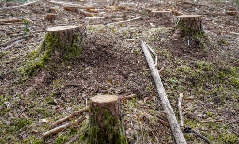 Freshly cut down tree stumps in a forest